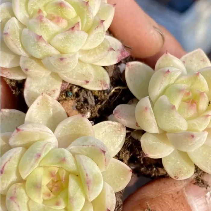 4