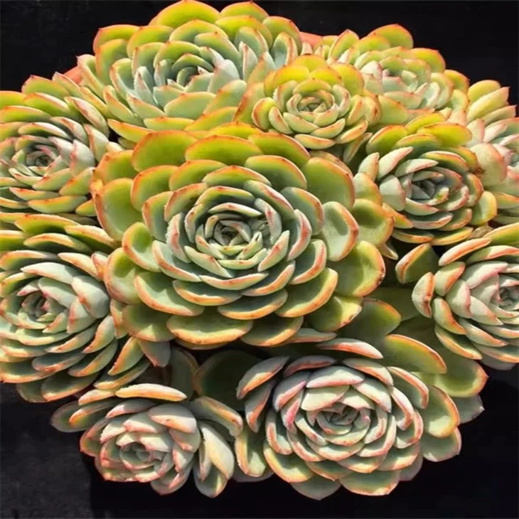 Echeveria Paramera