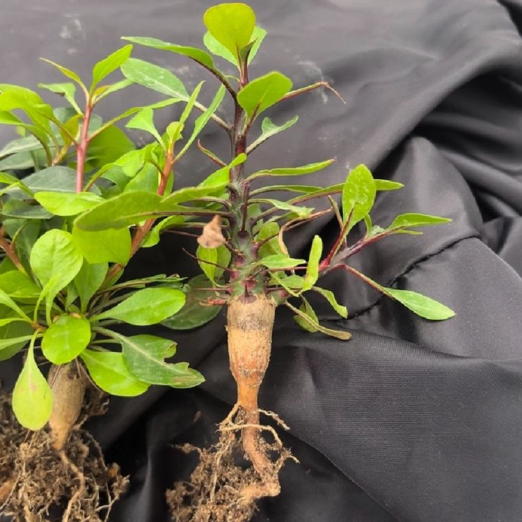 Fouquieria Fasciculata suppliers