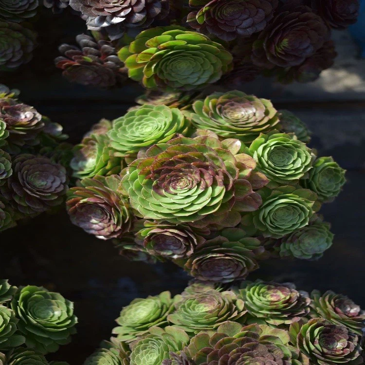 Aeonium 'Moon Fairy' factory