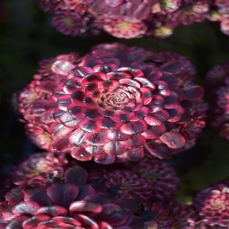 Aeonium 'Pretty Lady' best