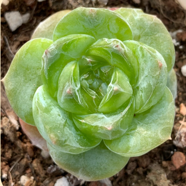 Echeveria Baobao Green