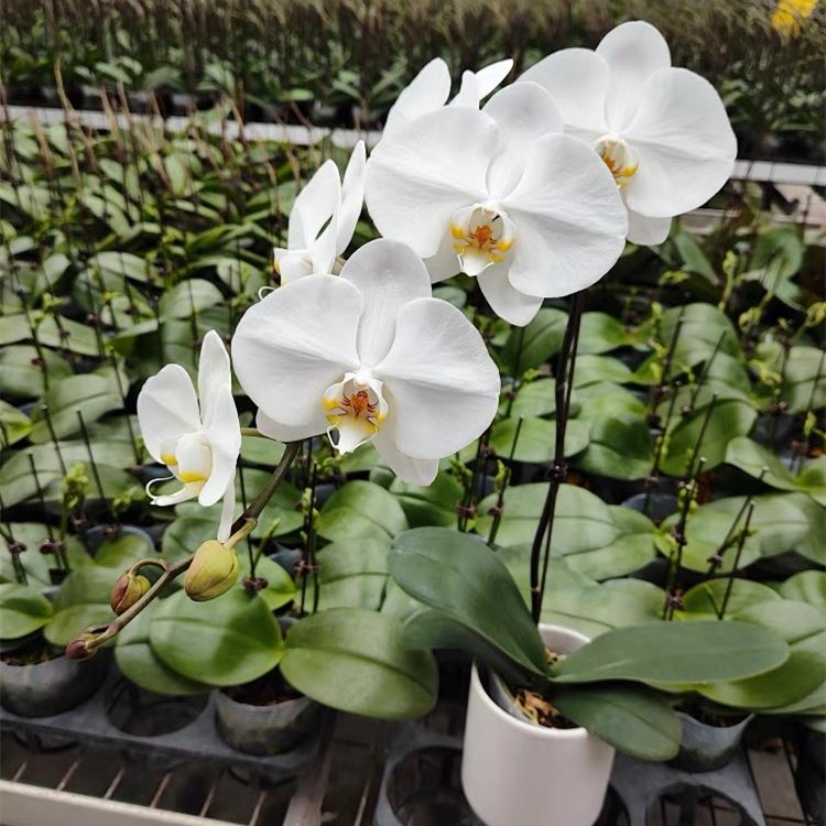 Phalaenopsis