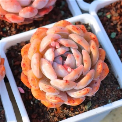 Echeveria Monroe