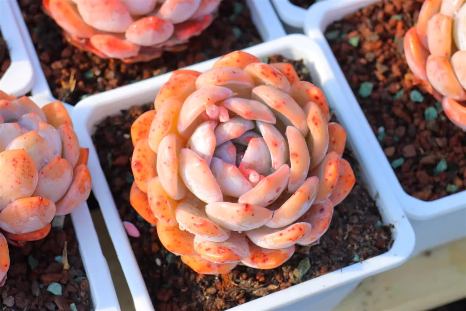 O1CN01uTr0EQ2FI6ViTJ9TA2209418428856jpgQ75jpg O1CN01uTr0EQ2FI6ViTJ9TA2209418428856jpgQ75jpg